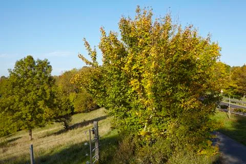 Trees in autumn Stock Photos