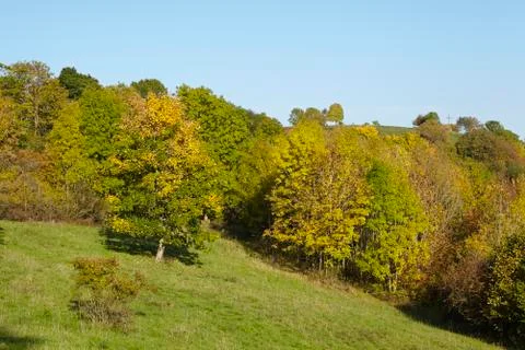 Trees in autumn Stock Photos