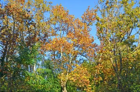 Trees in autumn Stock Photos