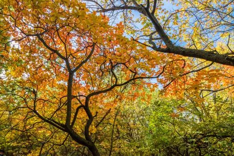 Trees at autumn Photos