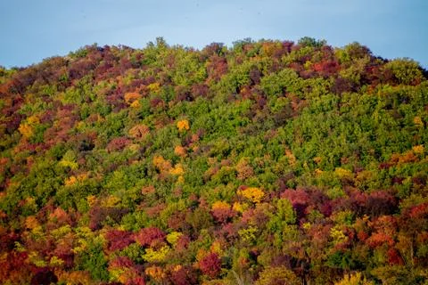 Trees at autumn Stockfoto's