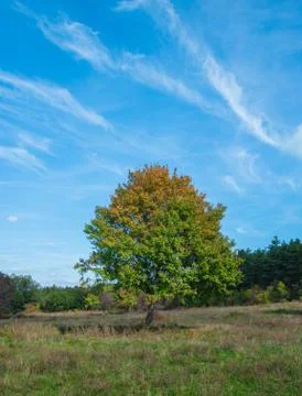 Trees at autumn Photos