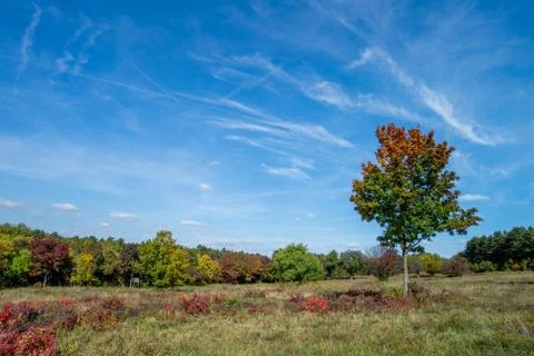 Trees at autumn Stockfoto's