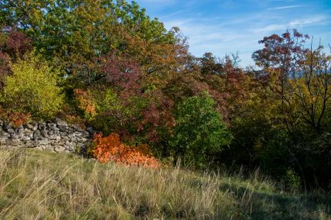 Trees at autumn Photos