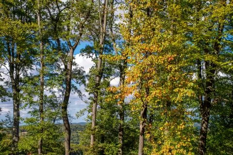 Trees at autumn Stockfoto's
