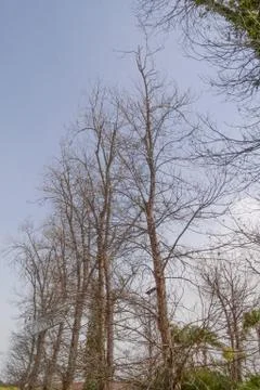 Trees in autumn Stock Photos