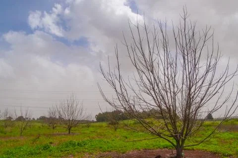 Trees in autumn Stock Photos
