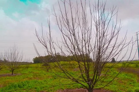 Trees in autumn Stock Photos