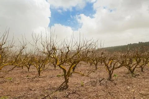 Trees in autumn Stock Photos