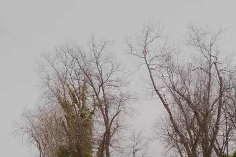 Trees in autumn Stock Photos