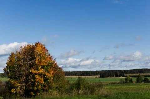 Trees in autumn Stock Photos