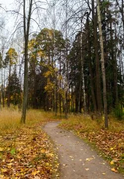Trees in autumn Stock Photos