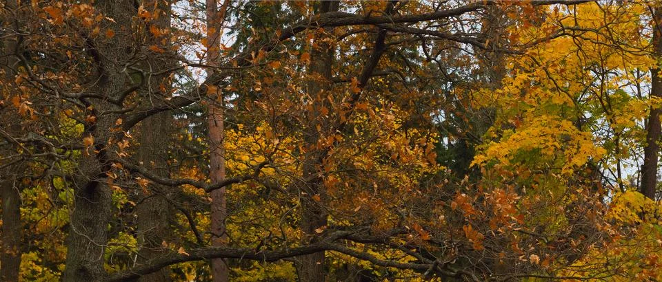 Trees in autumn Stock Photos