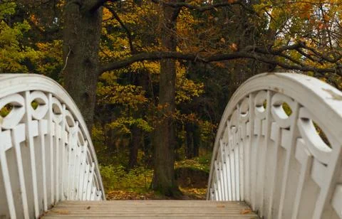 Trees in autumn Stock Photos