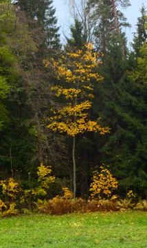 Trees in autumn Stock Photos