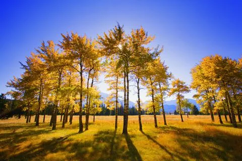 Trees In Autumn Stock Photos