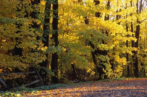 Trees In Autumn Foto stock