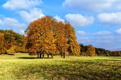 Trees in Autumn Foto stock