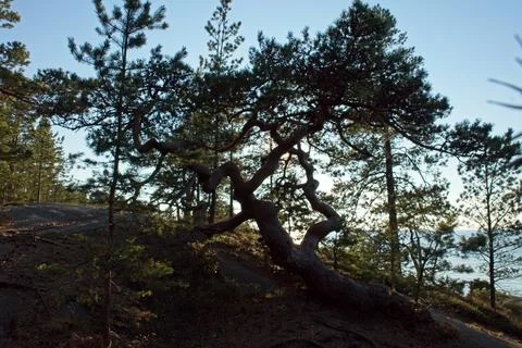 Trees in autumn. Stock Photos