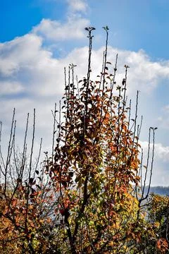 Trees in the autumn Stock Photos
