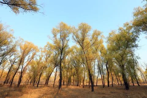 Trees in autumn 스톡 사진