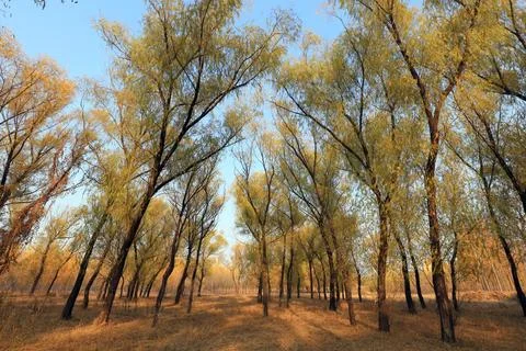 Trees in autumn Stock Photos