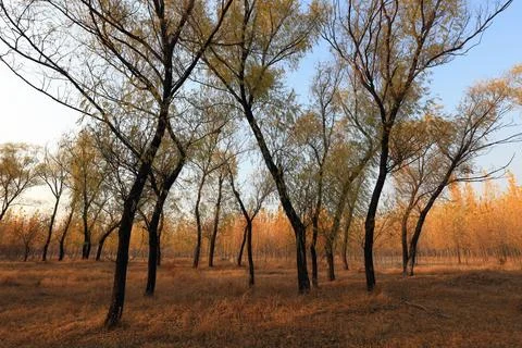 Trees in autumn Stock Photos