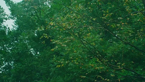 Trees in autumn rain Stock Footage 234054171