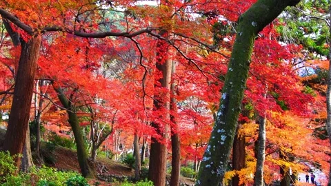 Trees with autumn red maple leaves in the mountains of Kyoto Stock Footage 290240085