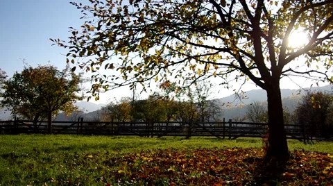 Trees in autumn with sun behind a tree Stock Footage 57300632