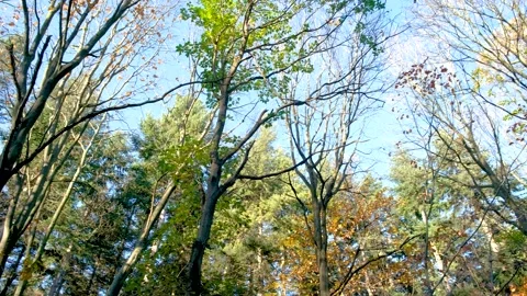 Trees in the autumn sunlight Stock-Footage 221685844