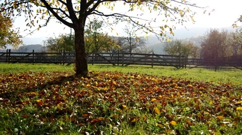 Trees in autumn at sunset Stock Footage 57300578