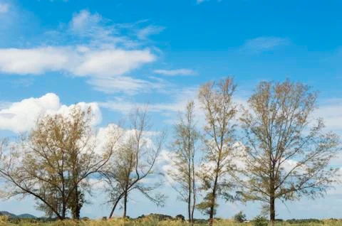 Trees in autumn time Stock Photos
