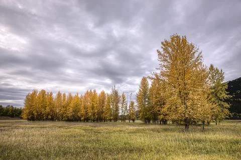 Trees in autumn uner a cloudy sky. Stock Photos