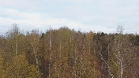 Trees in Autumn  View from Above  Copter Shooting Stock Footage 69859616
