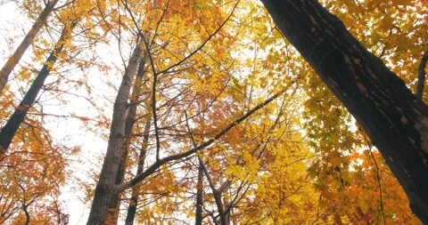 Trees in Autumn with vivid fall leafs Stock Footage 154013484