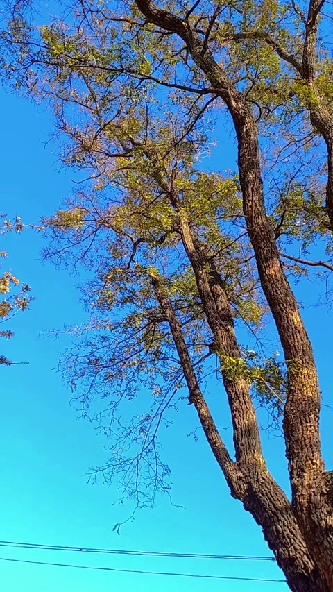 Trees in autumn, wind slowly moving the leaves on a sunny day Stock Footage 320057006