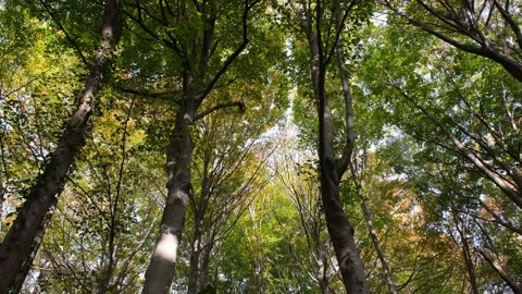 Trees background, big trees can be seen in the background, autumn Stock Footage 165580502
