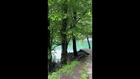 Trees on the background of a blue lake in the park Stock Footage 276880193