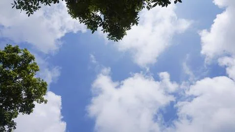 Trees on a background of blue sky and white clouds Stock Photos