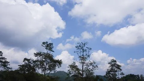 Trees on a background of blue sky and white clouds Stock Photos