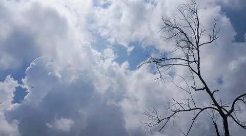 Trees on a background of blue sky and white clouds Stock Photos
