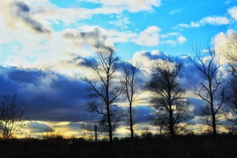  trees on the background of clouds Stock Photos