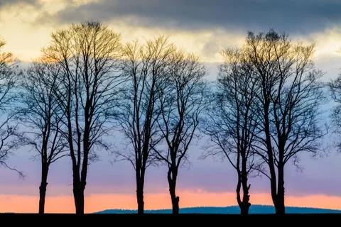 Trees on a background of colorful clouds. Stock Photos