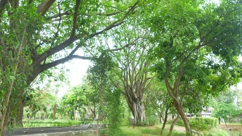 Trees background. green nature landscape. Stock Footage 73775902