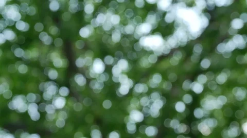 Trees background. green nature landscape. Stock Footage 73781501