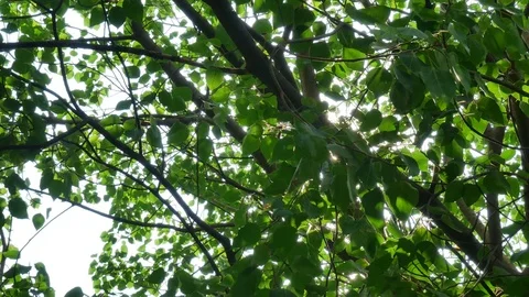 Trees background. green nature landscape. Stock Footage 73781881