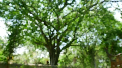 Trees background. green nature landscape. Stock Footage 73782427