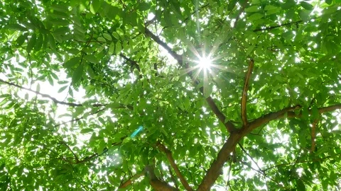 Trees background. green nature landscape. Stock Footage 73782583