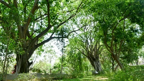 Trees background. green nature landscape. Stock Footage 73782718